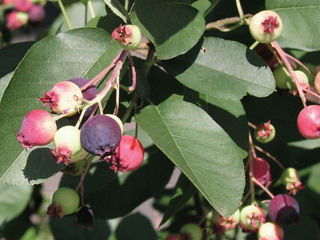 Amelanchier' Regent Saskatoon