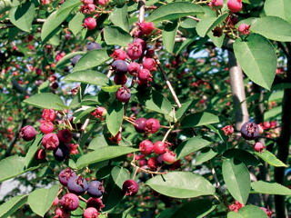 Amelanchier' Smokey Saskatoon