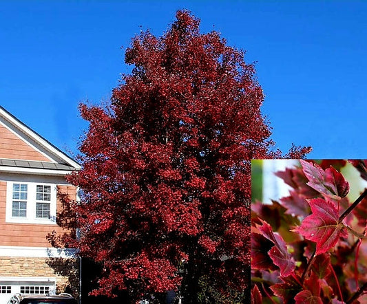 Acer' Brandywine Maple Tree