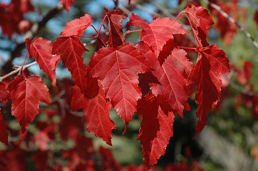 Acer' Amur Maple Tree