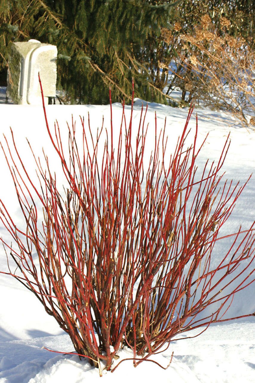 Cornus' Arctic Fire Dogwood