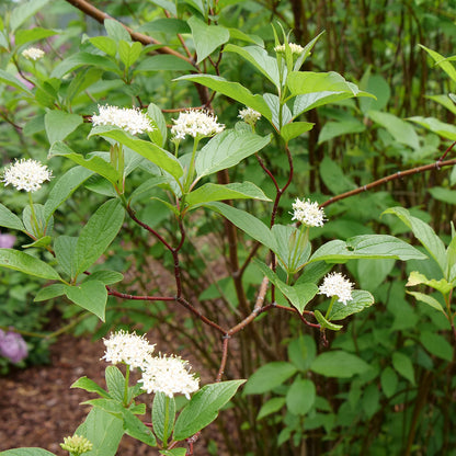 Cornus' Arctic Fire Dogwood