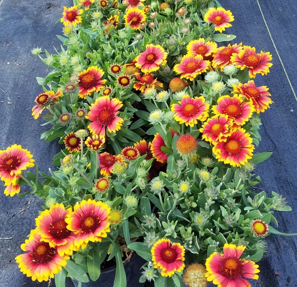 Gaillardia' Arizona Sun Blanket Flower