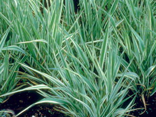 Arrhenatherum' Variegated Bulbous Oat Grass