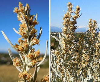 Artemisia' Sagebrush