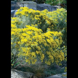 Artemisia' Prairie Sage