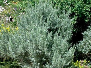 Artemisia' Big Sagebush