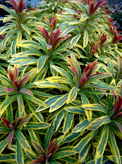 Euphorbia' Ascot Rainbow Spurge