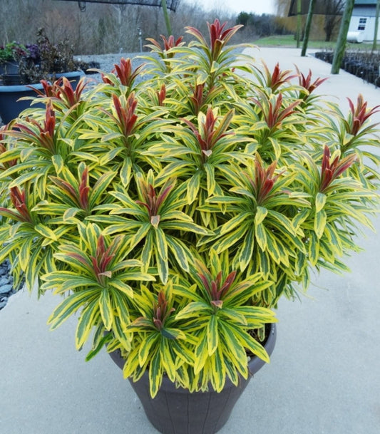 Euphorbia' Ascot Rainbow Spurge