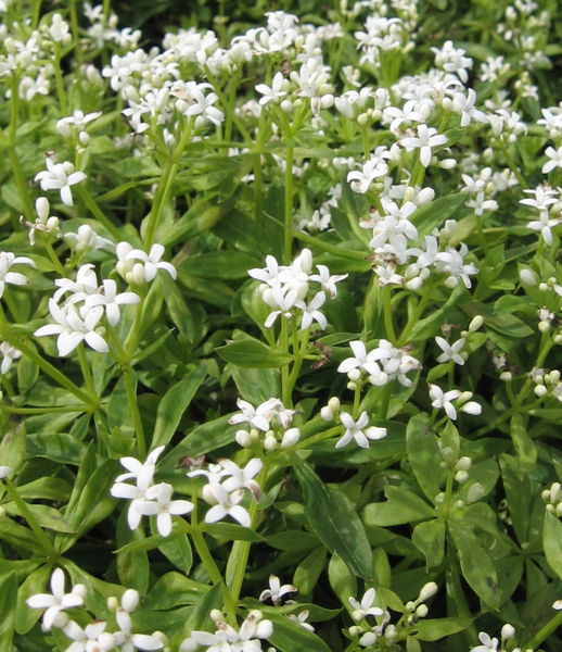 Galium' Sweet Woodruff