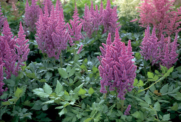 Astilbe' Visions