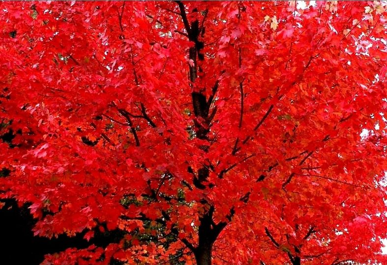 Acer' Autumn Blaze® Maple Tree