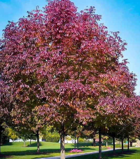 Fraxinus' Autumn Purple Ash Tree