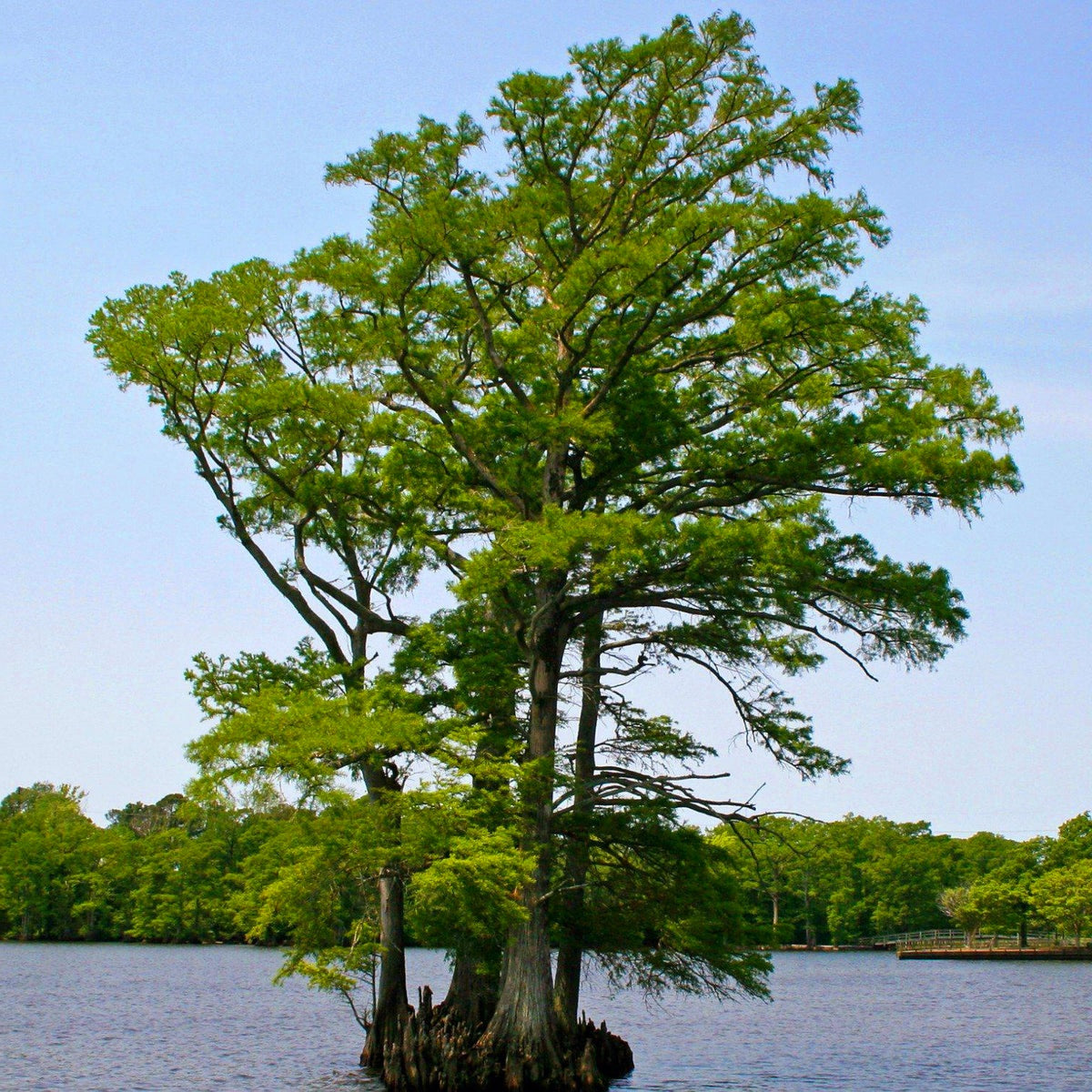 Taxodium' Bald Cypress