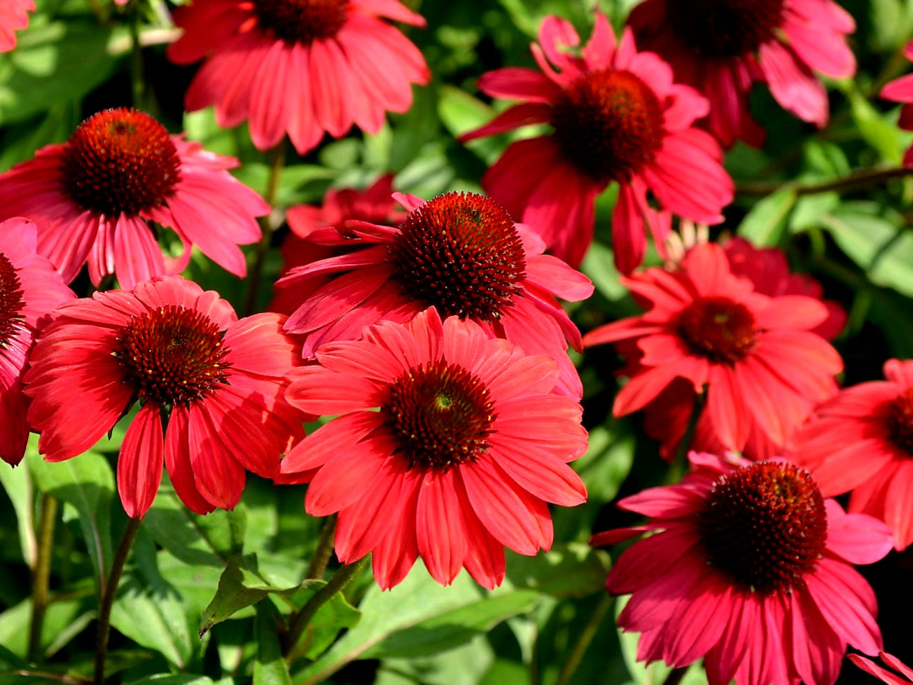 Echinacea' Sombrero Baja Burgundy Coneflower