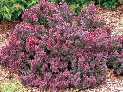 Berberis' Concorde Barberry