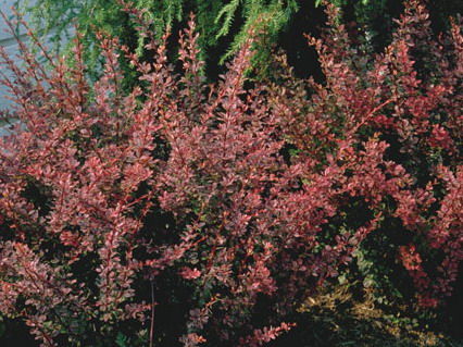 Berberis' Royal Burgundy Barberry