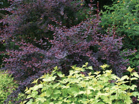 Berberis' Royal Cloak Japanese Barberry