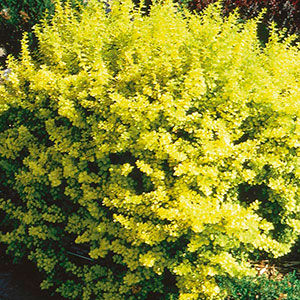 Berberis' Golden Dwarf Barberry