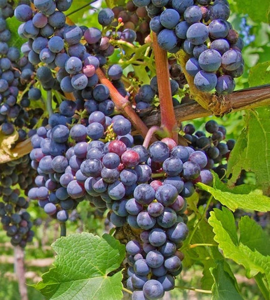 Vitis' Beta Grape Vine