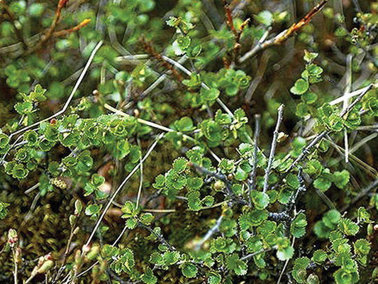 Betula' Dwarf Arctic Birch