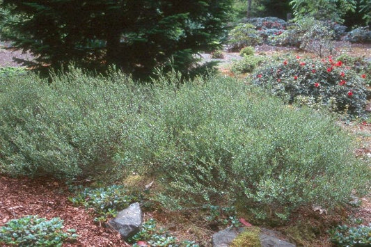 Betula' Dwarf Bog Birch