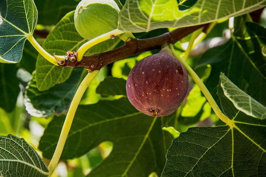 Ficus' Black Spanish Fig Tree