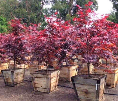 Acer' Bloodgood Japanese Maple Tree