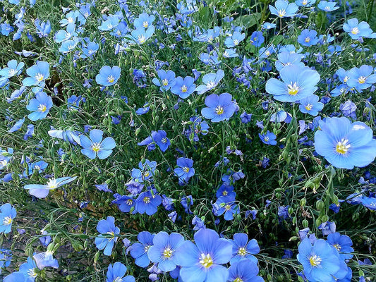 Linum' Blue Flax