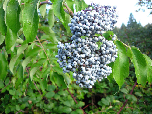 Sambucus' Blue Elderberry