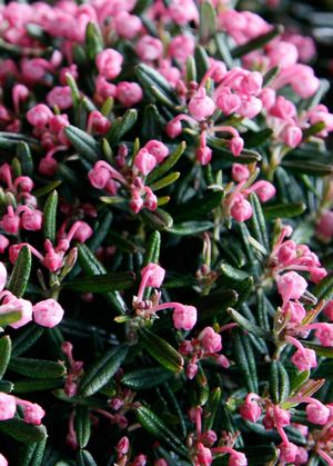 Andromeda' Blue Ice Bog Rosemary