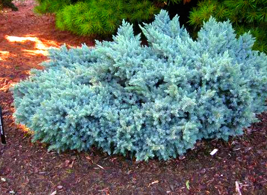 Juniperus' Blue Star Juniper