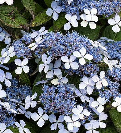 Hydrangea' Blue Bird Mountain