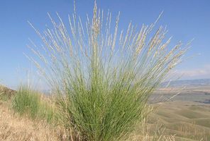 Elymus' Bluebunch Wheat Grass