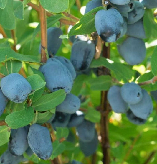 Lonicera' Boreal Beauty Honeyberry (Haskap)