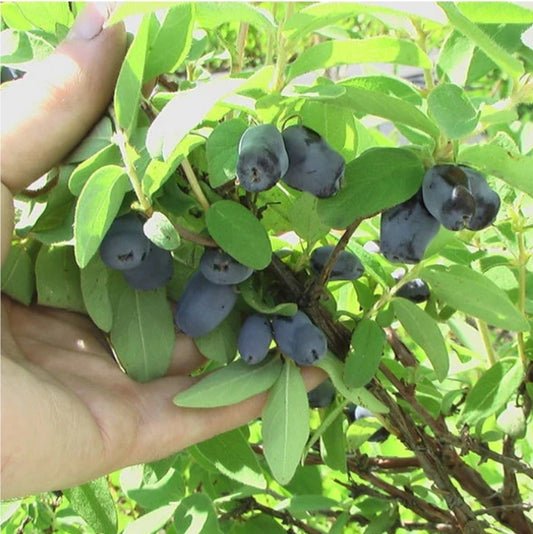 Lonicera' Borealis Honeyberry (Haskap)