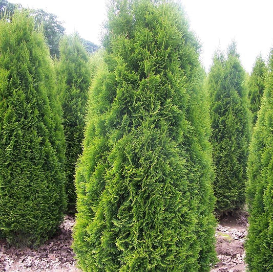 Thuja' Brandon Cedar