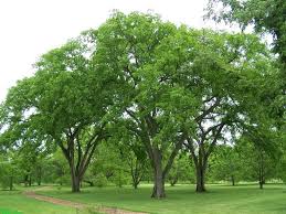 Ulmus' Brandon Elm Tree