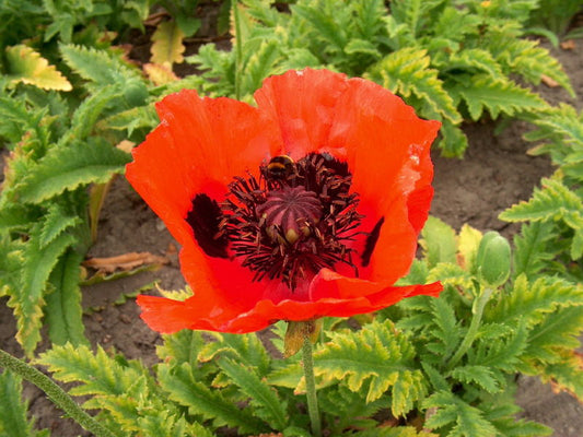 Papaver' Brilliant Poppy