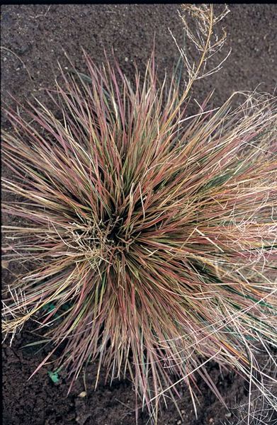 Deschampsia' Bronzed Tuffed Hair Grass