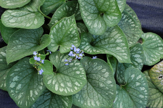 Brunnera' Emerald Mist Siberian