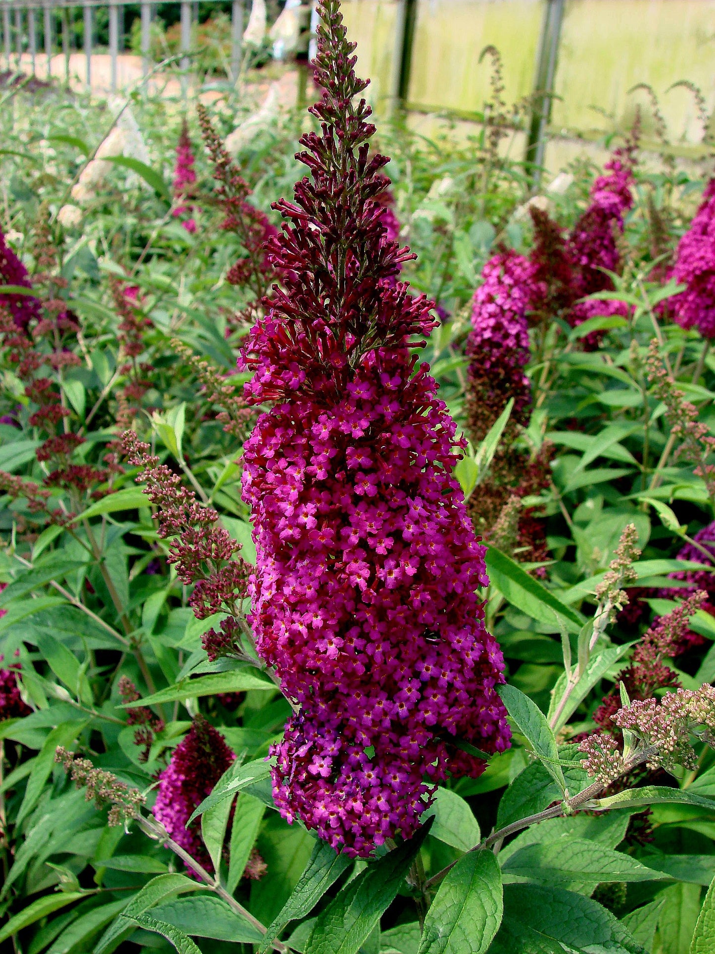 Buddleia' Funky Fuchsia™ Butterfly Bush