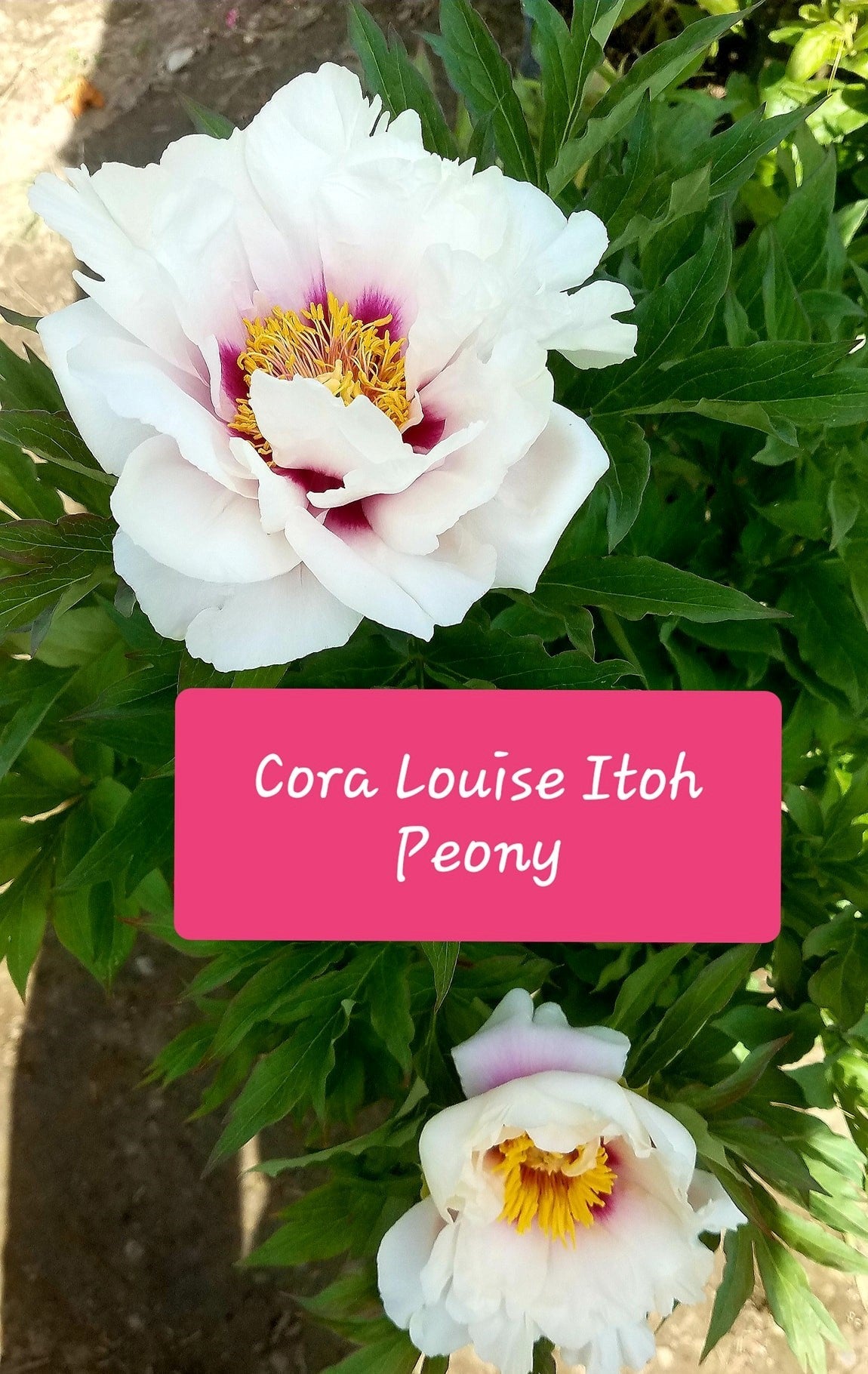 Paeonia' Cora Louise Itoh Peony