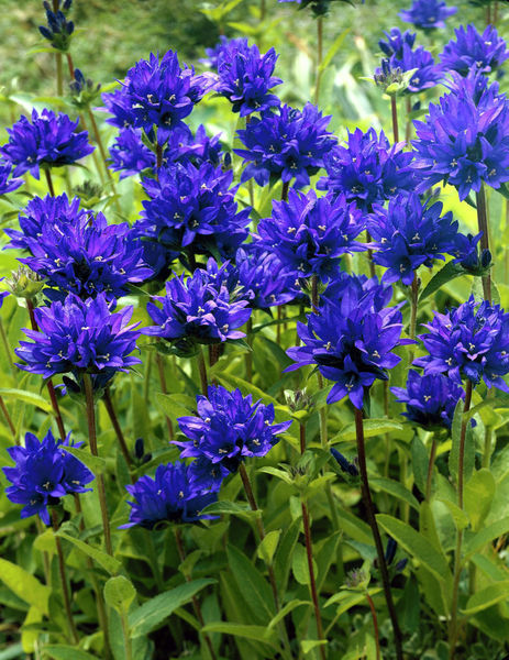 Campanula' Superba Clustered Bellflower