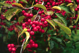 Malus' Weeping Candied Apple™ Flowering Crabapple Tree