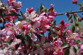 Malus' Weeping Candied Apple™ Flowering Crabapple Tree