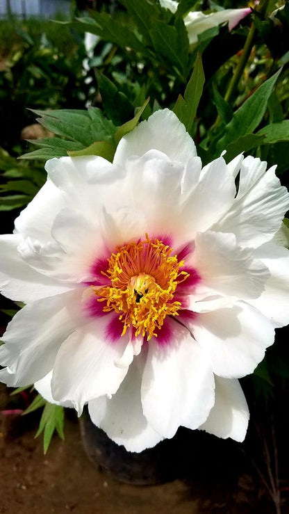 Paeonia' Cora Louise Itoh Peony