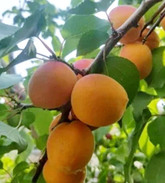 Prunus' Casino Apricot Tree