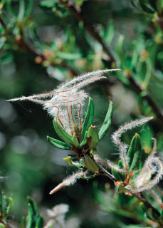 Cercocarpus' Curl Leaf Mountain Mahogany