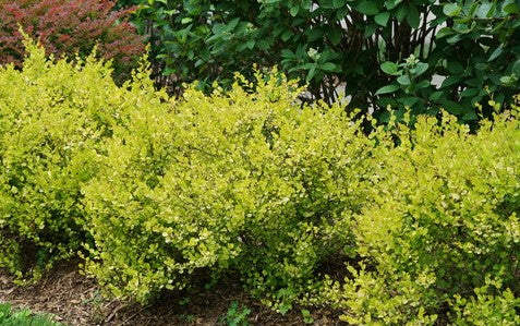 Betula' Cesky Gold Golden Treasure Dwarf Birch